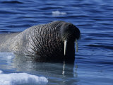 Walrus, Near Ice Floe, Canada Fotografie-Druck von Gerard Soury