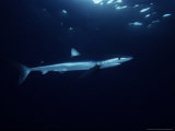 Blue Shark, Swimming, USA Photographie par Gerard Soury