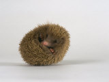 European Hedgehog, Albino Impressão fotográfica por Les Stocker