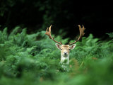 Fallow Deer, Buck, UK Photographic Print by David Tipling