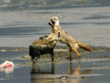 Golden Jackals, Fighting Over Dead Flamingo Parts, Tanzania Photographie par Roy Toft
