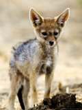 Black-Backed Jackal, Pup, Tanzania Lámina fotográfica por Ariadne Van Zandbergen