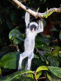 Kirks Red Colobus Monkey, Baby Hanging from Branch, Zanzibar Photographie par Ariadne Van Zandbergen