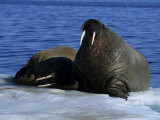 Gerard Soury - Walrus, Couple on Ice Floe, Canada - Fotografik Baskı Gerard Soury - Walrus, Couple on Ice Floe, Canada - Fotografik Baskı