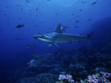 Scalloped Hammerhead Shark, Group, Galapagos Photographic Print by Gerard Soury