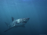 Great White Shark, Swimming, S. Africa Photographie par Gerard Soury