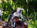 Kirks Red Colobus Monkeys, Playfighting, Zanzibar Photographie par Ariadne Van Zandbergen