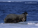 Walrus, Pair on Ice, Canada Fotografie-Druck von Gerard Soury