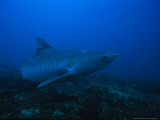 Tiger Shark, Swimming, South Africa Photographie par Gerard Soury
