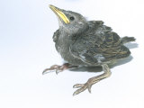 Starling, Juvenile Photographic Print by Les Stocker