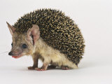 Long Eared Hedgehog Lámina fotográfica por Les Stocker
