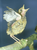 Blackbird, Young, UK Photographie par Les Stocker