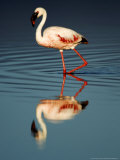 Greater Flamingo, Serengeti National Park, Tanzania Photographic Print by Ariadne Van Zandbergen