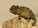 Namaqua Chameleon on Rock, Namibia Photographie par Ariadne Van Zandbergen