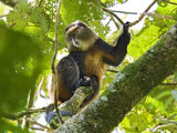 Golden Monkey, Parc National Des Volcans, Rwanda Photographie par Ariadne Van Zandbergen