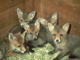 Fox, Cubs, England Lámina fotográfica por Les Stocker
