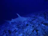Great Hammerhead Shark, Rangiroa, Polynesia Photographie par Gerard Soury