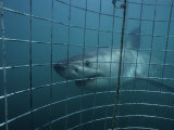 Great White Shark, With Cage, S. Africa Photographie par Gerard Soury