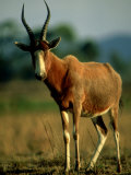 Blesbok, Mlilwane Wildlife Sanctuary, Swaziland Lámina fotográfica por Ariadne Van Zandbergen