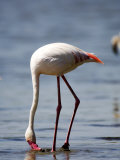 Greater Flamingo, Feeding, Tanzania Photographie par Ariadne Van Zandbergen