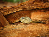 Dassie Rat, Twijfelfontein, Namibia Photographie par Ariadne Van Zandbergen