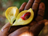 Nutmeg, an Important Cash Crop, Zanzibar Lámina fotográfica por Ariadne Van Zandbergen Nutmeg, an Important Cash Crop, Zanzibar Lámina fotográfica por Ariadne Van Zandbergen