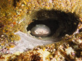 Blind Shark, Hiding, Australia Photographie par Gerard Soury