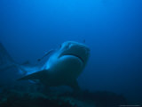 Tiger Shark, with Remora, South Africa Photographie par Gerard Soury