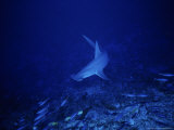 Great Hammerhead Shark, Rangiroa, Polynesia Photographie par Gerard Soury