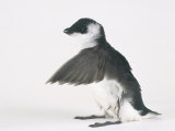 Little Auk, Alle Alle Photographie par Les Stocker