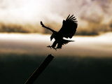 Bald Eagle, Coming in to Land, Alaska, USA Photographic Print by David Tipling