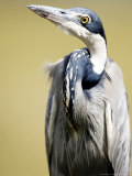 Black-Headed Heron, Serengeti National Park, Tanzania Lámina fotográfica por Ariadne Van Zandbergen Black-Headed Heron, Serengeti National Park, Tanzania Lámina fotográfica por Ariadne Van Zandbergen