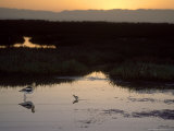 American Avocet, with Baby at Sunrise, Northern California, USA Photographic Print by Roy Toft