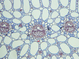 Bog Pondweed, Stem Detail Photographic Print by Harold Taylor