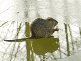 Coypu or Nutria on Frozen River Feeding, France Lámina fotográfica por Gerard Soury