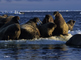 Walrus, Group at Dusk, Canada Fotografisk tryk af Gerard Soury Walrus, Group at Dusk, Canada Fotografisk tryk af Gerard Soury