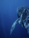 Whale Shark, Swimming, W. Australia Photographie par Gerard Soury