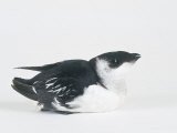 Little Auk, Alle Alle Photographie par Les Stocker