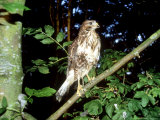 Common Buzzard, Young, England, UK Photographie par Les Stocker
