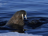 Walrus, Pair Near Ice Floe, Canada Lámina fotográfica por Gerard Soury
