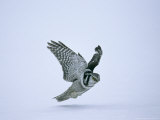 Hawk Owl, Hunting, Winter Photographic Print by David Tipling