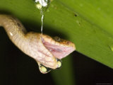 Cat-Eyed Snake, Eating Red-Eyed Tree Frog Eggs, Costa Rica Lámina fotográfica por Roy Toft
