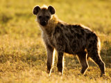Spotted Hyena, Serengeti National Park, Tanzania Photographic Print by Ariadne Van Zandbergen Spotted Hyena, Serengeti National Park, Tanzania Photographic Print by Ariadne Van Zandbergen