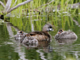 Pied-Billed Grebe, with Chicks, Quebec, Canada Photographie par Robert Servranckx