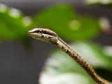 Savanna Vine Snake or Savanna Twig Snake (Thelotornis Capensis), Zanzibar Lámina fotográfica por Ariadne Van Zandbergen
