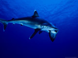 Silvertip Shark, Feeding, Polynesia Photographie par Gerard Soury
