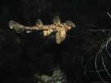 Horn Shark, Swimming, USA Photographie par Gerard Soury