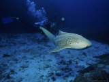 Zebra Shark, with Diver, Thailand Photographie par Gerard Soury