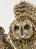 Short-Eared Owl, St. Tiggywinkles Wildlife Hospital, UK Photographic Print by Les Stocker