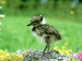 Lapwing, Young, England, UK Lámina fotográfica por Les Stocker Lapwing, Young, England, UK Lámina fotográfica por Les Stocker
